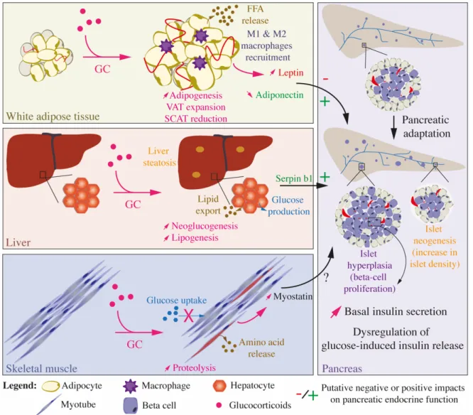 Figure 5. Integrated effects of glucocorticoids on glucose and lipid homeostasis and inter-organ communication