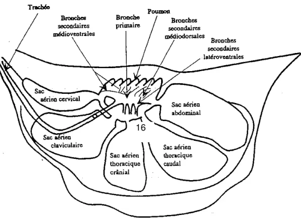 Figure 1 : Disposition des sacs aériens (vue latérale)16