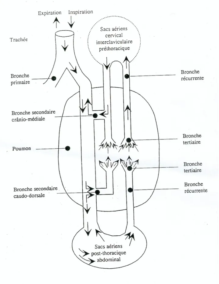 Figure 2 : Représentation du trajet des gaz à l'inspiration et à l'expiration