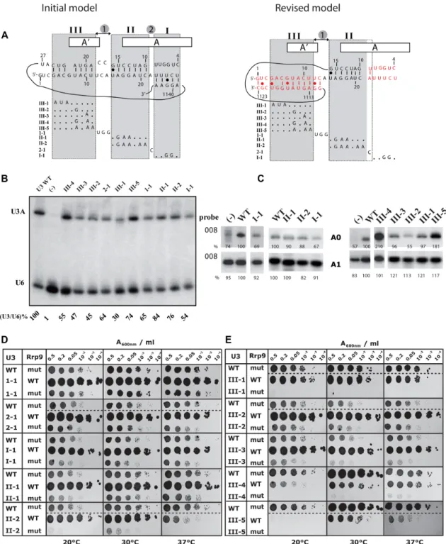 Figure 8. The Rrp9-R289A mutation is synthetic lethal with some of the U3 snoRNA mutations destabilizing the formation of the helices formed between U3 and the 18S pre-rRNA (10,17,28,30)