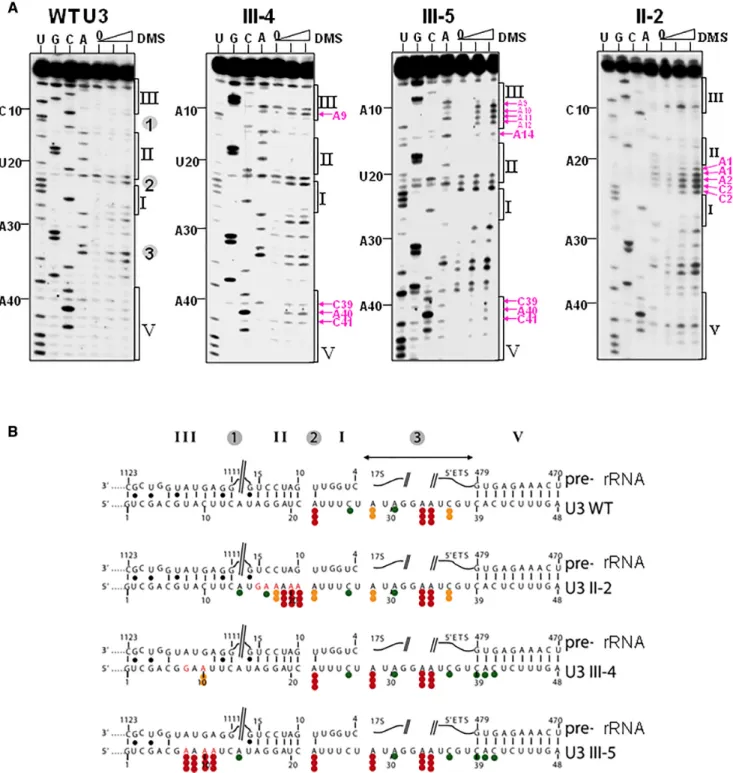 Figure 9. In vivo structural analysis with DMS of U3 snoRNA in cells expressing the U3 WT or the II-2, III-4 and III-5 variants supports the new model of U3 / pre-rRNA interaction