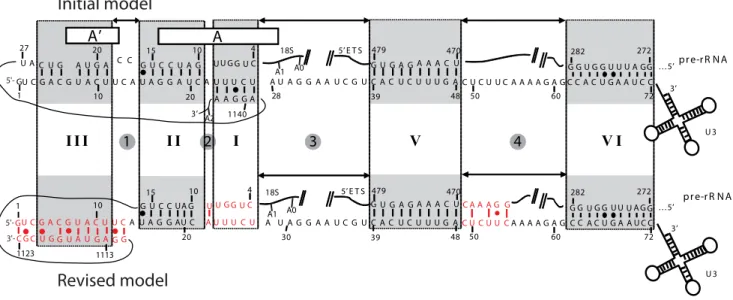 Figure 1. Previous and new models for the yeast U3 snoRNA / pre-ribosomal RNA interaction