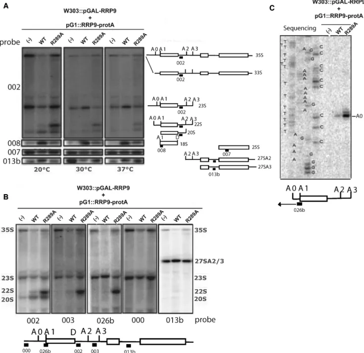 Figure 3. The Rrp9-R289A mutation affects pre-rRNA early cleavages at sites A1 and A2 leading to strong accumulation of the aberrant 22S RNA at 20 ◦ C