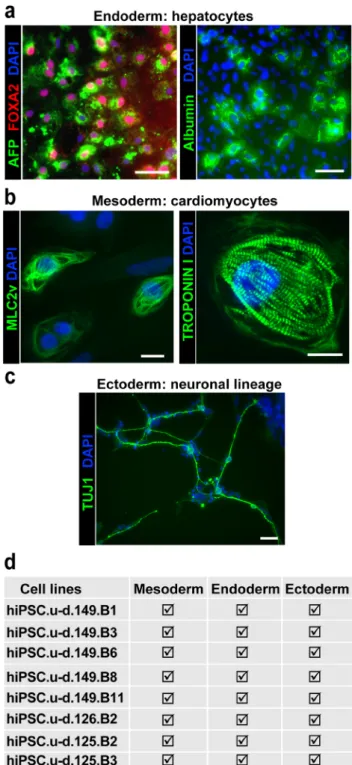 Figure 4.  Advanced differentiation of feeder and feeder-free bulk hiPSC lines. (a) Hepatocytes differentiated  from hiPSC (149.B11 and 149.B6) were stained for AFP and FOXA2 (left) or Albumin and HNF4 (right)