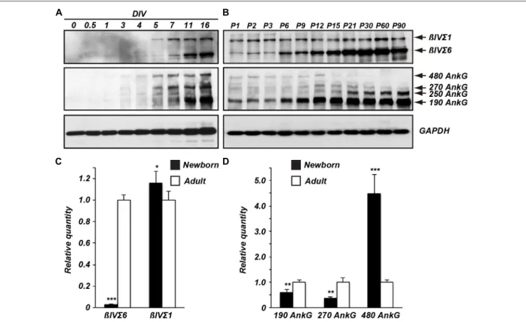 FIGURE 2 | Temporal expression of β IV spectrin and ankG splice variants. Immunoblots of β IV spectrin and ankG from cultured neurons (A) and from brain homogenates (B)