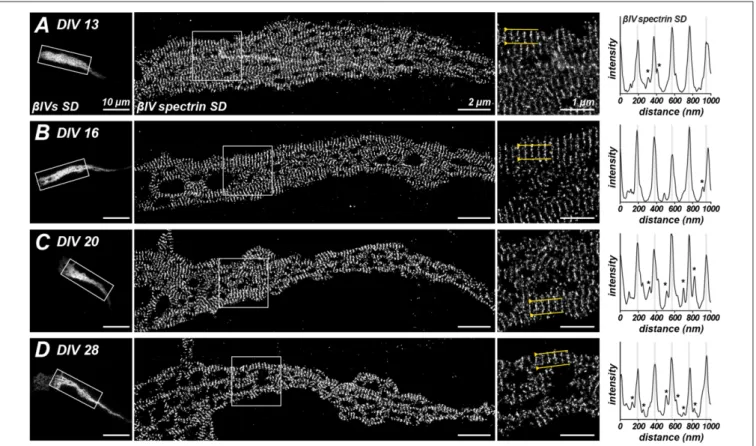 FIGURE 5 | Stochastic optical reconstruction microscopy (STORM) imaging of βIV SD localization at different ages in culture