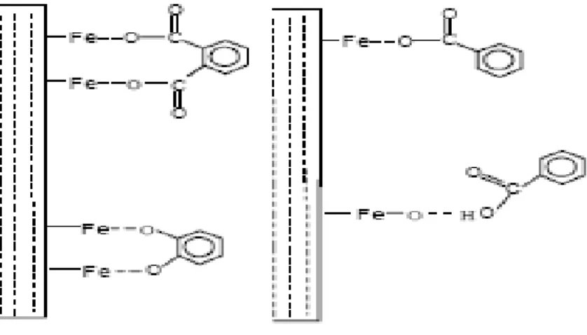 Figure I.17: Structures possibles des complexes de surface des acides organiques et  catéchols adsorbés sur la Goethite