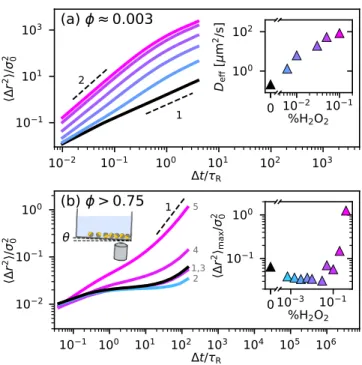 FIG. 1. Characterization of active colloid motion in dilute (a) and dense (b) regimes at various H 2 O 2 concentrations  in-creasing from black (without H 2 O 2 ), to cyan to magenta, see respective insets
