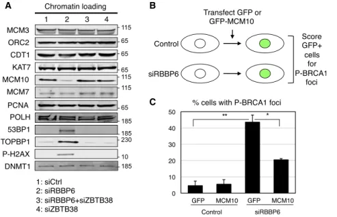 Figure 6. MCM10 Is Affected by RBBP6 Depletion, and Overexpression of MCM10 Rescues DNA Damage Caused by RBBP6 Depletion