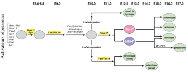 Figure 2 : Intervention des facteurs de transcription au cours de l’organogenèse hypophysaire  chez la souris