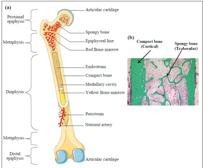 Figure 2: Bone tissue compartments.  (a) Scheme of a typical long bone shows the gross anatomical  characteristics of bone