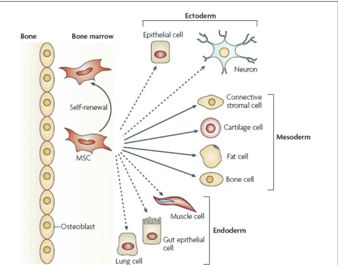 Figure 4: The multipotentiality of MSCs. This figure shows the ability of mesenchymal stem cells  (MSCs) in the bone-marrow cavity to self-renew (curved arrow) and to differentiate (straight, solid arrows)  towards the mesodermal lineage