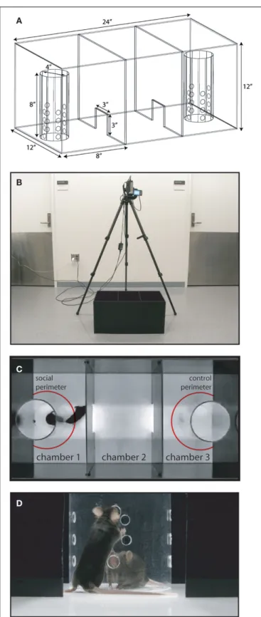 FIGURE 1 | Social approach apparatus setup. (A) Schema of social  approach apparatus, showing dimensions