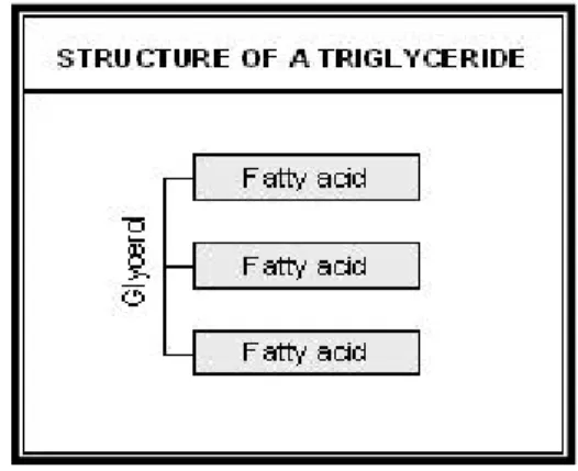 Figure 02 : Structure des triglycérides (FAO/WHO, 1994) 