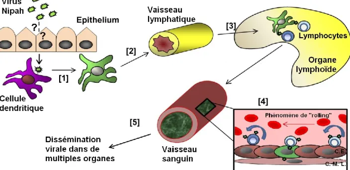 Figure 7 : Modèle de dissémination du virus Nipah utilisant les leucocytes. Légende :  C.E