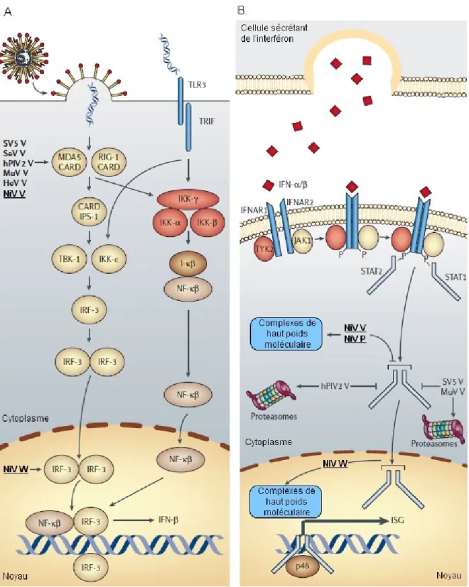 Figure  10 :  Voies  d’inhibition  de  la  réponse  interféron  par  les  protéines  non  structurales des Paramyxoviridae