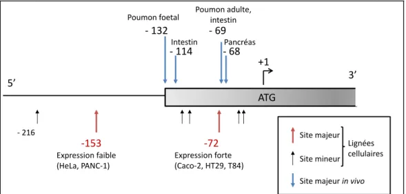 Figure 9. Les différents sites de début de transcription de CFTR 