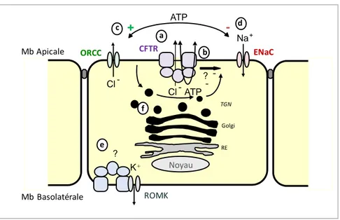 Figure  14.  Schéma  récapitulatif  des  différentes  fonctions  de  CFTR  dans  la  cellule  épithéliale