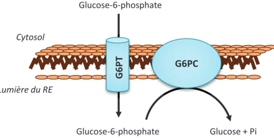 Figure 9: Expression tissulaire de la G6PC dans les organes producteurs de glucose  Analyse immunohistochimique de la G6PC dans le foie (A-B), les reins (C-D), le duodénum (E)  et l’iléon (F)