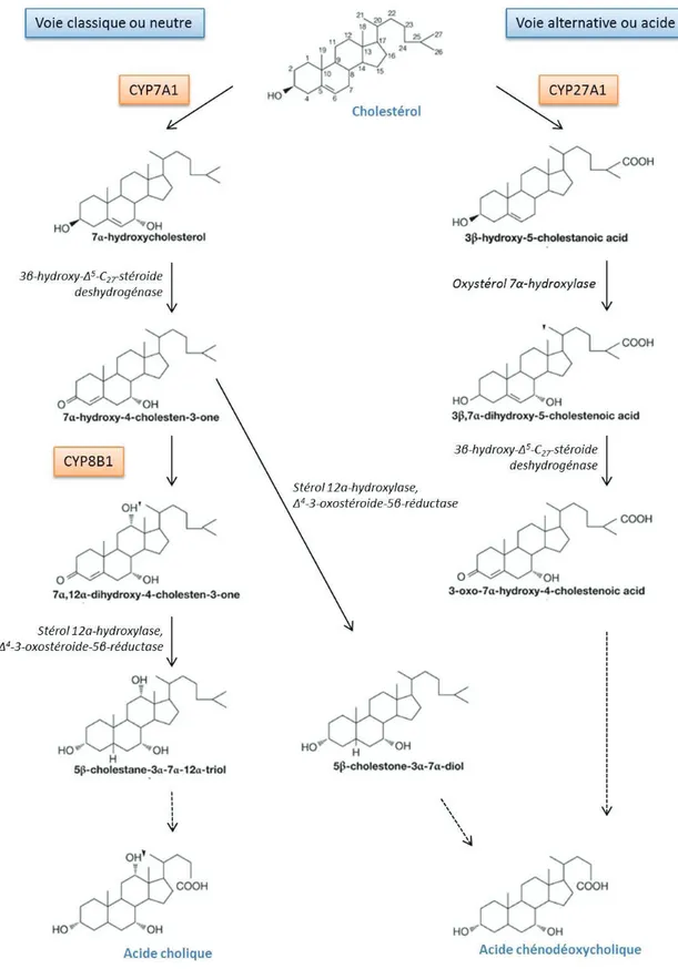 Figure 12: La synthèse des acides biliaires primaires 