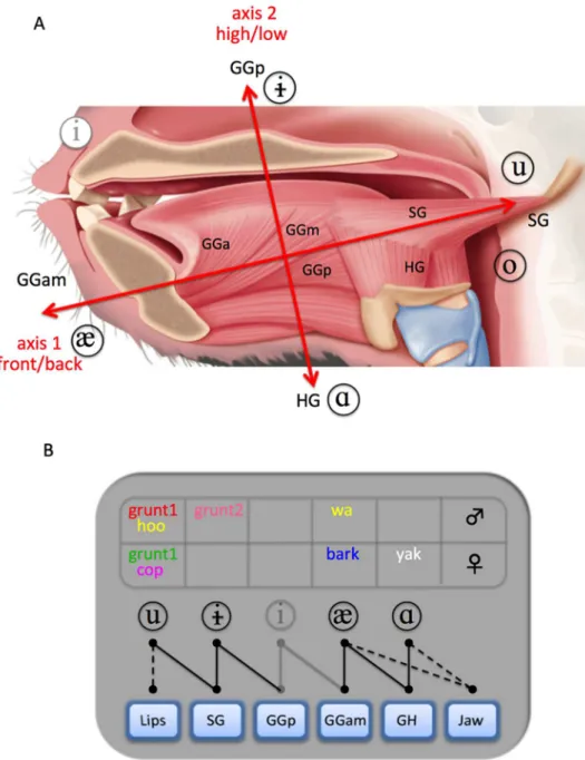 Fig 5. Anatomical structure of the baboon tongue and muscle recruitment during VLS production
