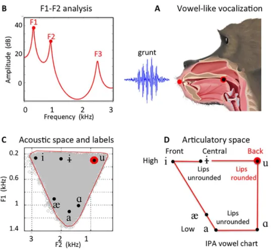 Fig 1. Procedure for acoustic analysis and VLS labeling. (A) Vocalizations in both human and nonhuman primates use the acoustic signal from the vocal folds vibrating at their fundamental frequency (F0)