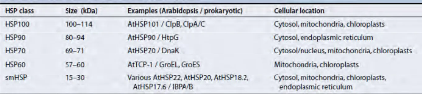 Tab. 1.1. Les classes des protéines de choc thermique HSPs trouvés chez les plantes.