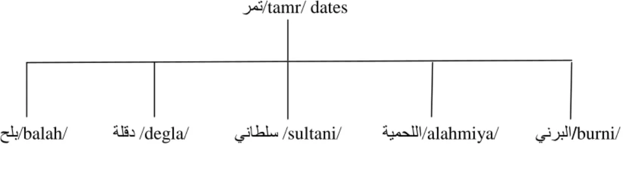 Figure 2: Hyponyms for Dates in Arabic 