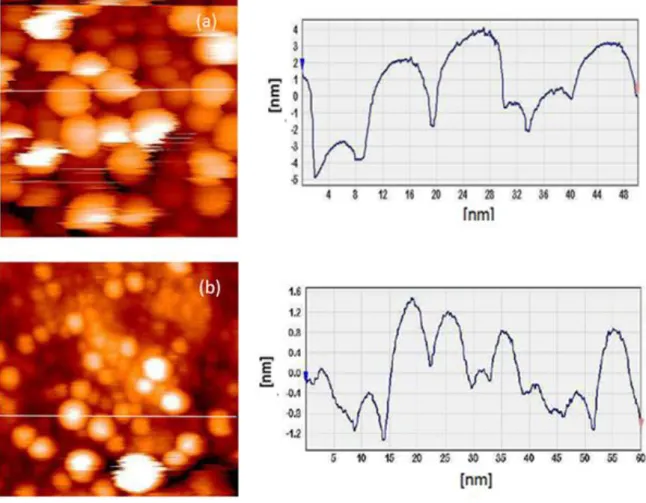 Fig.  4.9.  Two  dimensions  STM  micrograph  (a,c)  and  a  typical  line  scan  (b,d)  of  spherical  nanoparticles  appeared  on  50wt.%Cu  sample  surfaces  (a)  and   Au-15wt.%Cu-35wt.%Ag  (b)  homogenized  and  heated  from  room  temperature  up  to