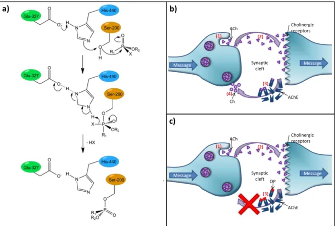 Figure 2 : a) Mécanisme de blocage des sites actifs de l’enzyme AChE par les organophosphorés (X étant un groupe partant  (Fluor dans le cas du Sarin) et R n  un groupe alkyl), d’après Sengele 11  ; Schéma simplifié du mécanisme de transmission d’un  messa