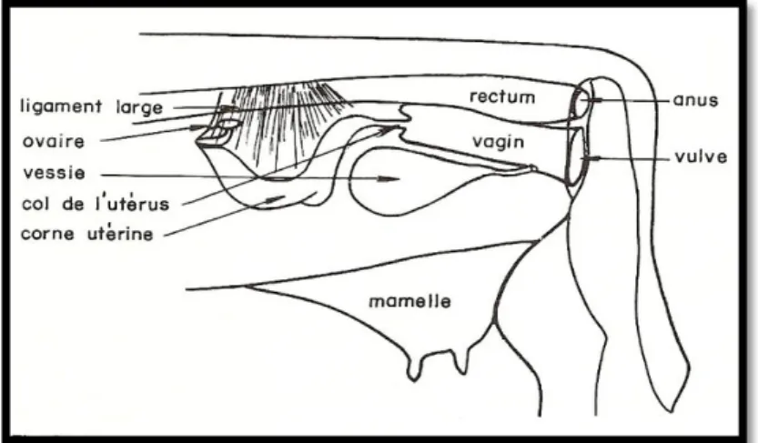 Figure 03 : schémas de l’appareil génital de la vache, organes en place (Anonyme2) 