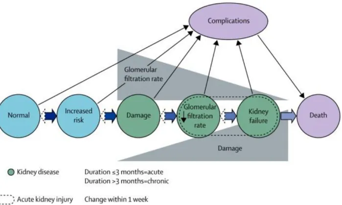 Figure  2.  Conceptual  framework  for  the  progression  of  kidney  injury.  The  risk  factors  for  kidney  damage  (blue),  stages  of  progression of kidney disease (green) and the complications and death (purple)