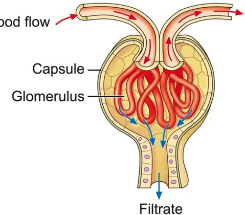 Figure 4. Cross-section of a glomerulus. The glomerulus is a tuft of capillaries located within Bowman's capsule of the kidney