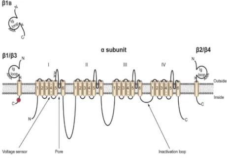 Figure 12 : Structure des canaux sodiques dépendants du voltage.  