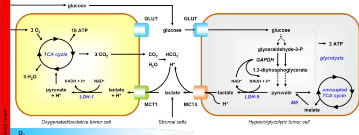 Figure 5 : Modèle de symbiose entre cellules cancéreuses glycolytiques et oxydatives.  