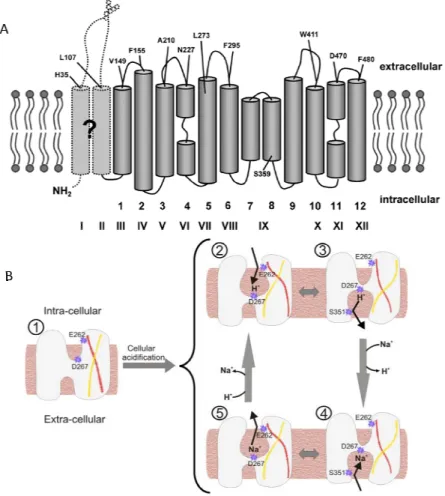 Figure 9 : Nouveau modèle et fonctionnement de NHE1. 