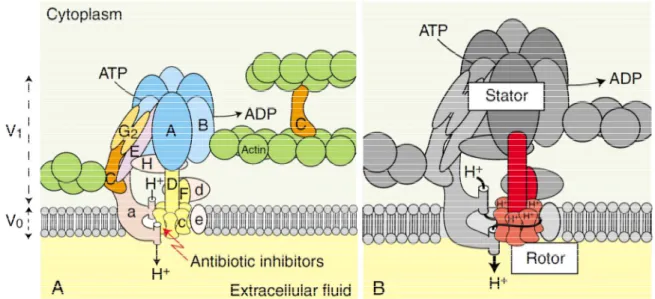 Figure 11 : Structure et fonctionnement de la V-ATPase 