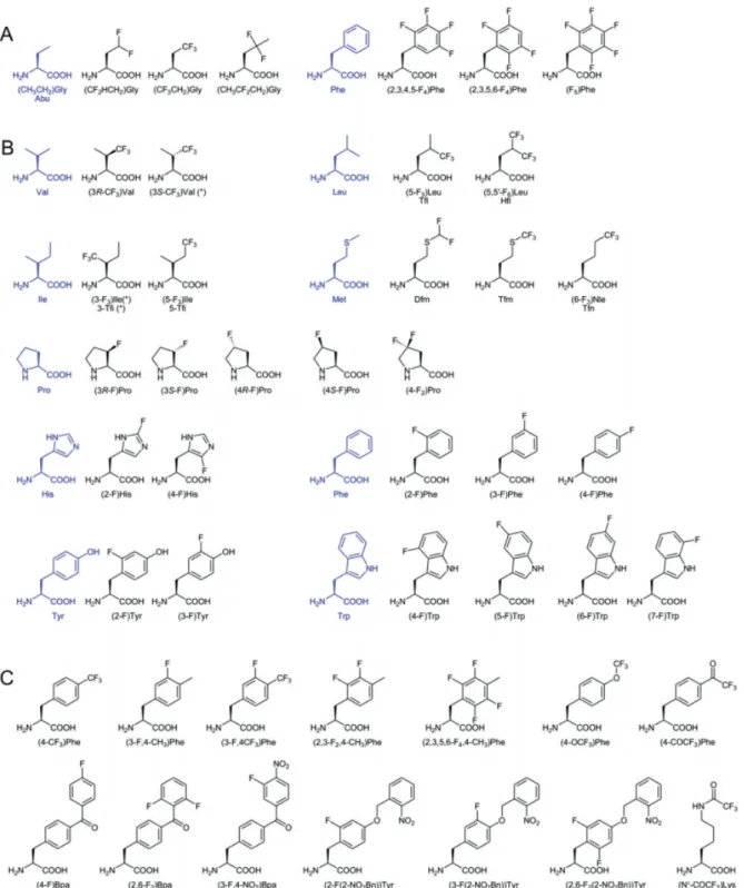Fig 1.7 – Fluorinated non-canonical amino acids (as reviewed in Merkel, 2012). The blue formulas represent the  canonical  amino  acids