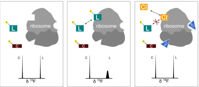 Fig 1.24 - The binding event of a fluorinated ligand (L) to the ribosome result in a broadening of its  19 F NMR  signal (in a situation of fast to intermediate exchange) whereas an internal control (C) is unaffected
