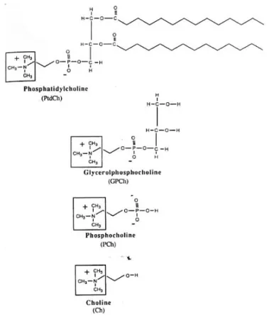 Fig. 1.13. Structure chimique des principaux composés de choline dans le cerveau [Miller, 1991]