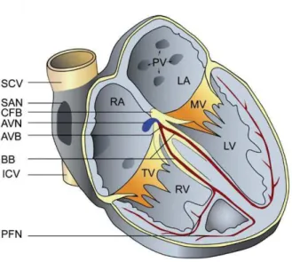 Figure 1 : Schéma du cœur  avec le système de conduction cardiaque (en rouge). Le nœud sino-atrial  (SAN)  se  situe  à  l’abouchement  de  la  veine  cave  supérieure  (SCV)  dans  l’oreillette  droite  (RA)