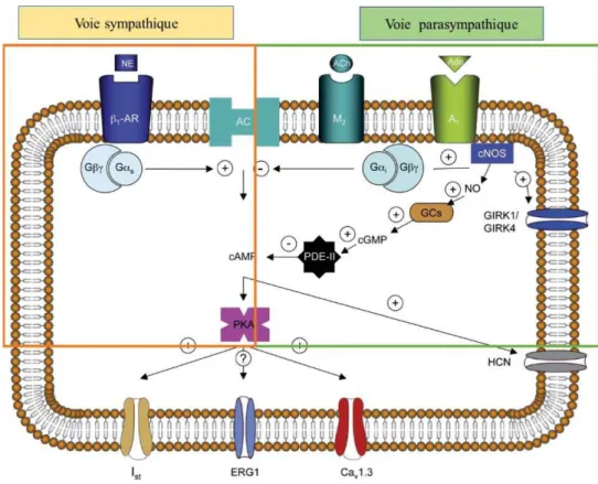 Figure  8 :  Représentation  schématique  de  l’action  des  voies  sympathique  et  parasympathique  sur  la  cellule pacemaker