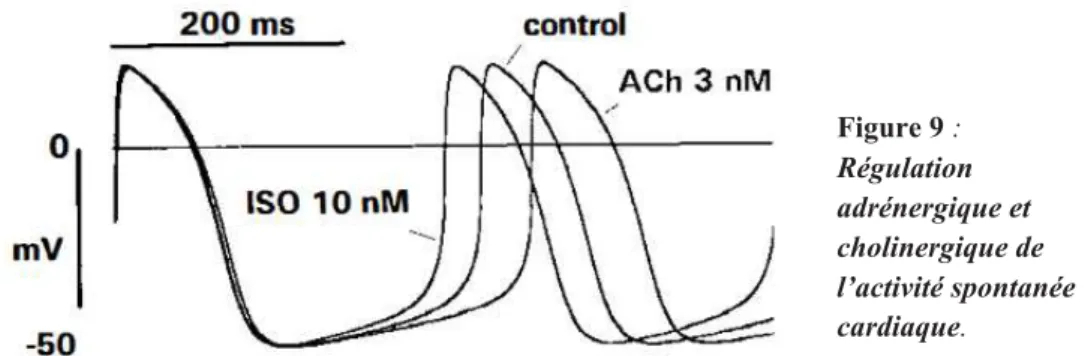Figure  10 :  Représentation  schématique  d’une  portion de cellule pacemaker du SAN représentant  les  différents  courants  ioniques  impliqués  dans  l’automatisme cardiaque
