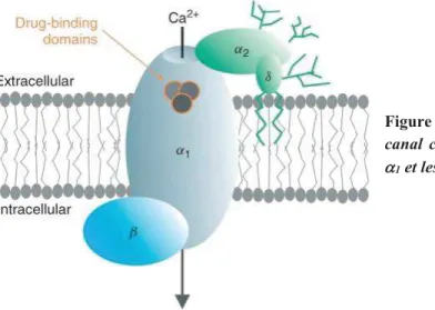 Figure 13 : Représentation schématique d’un  canal  calcique  avec  la  sous-unité  principale  a 1  et les sous-unités auxiliaires ( b  et  a 2 - d )