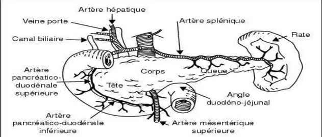 Figure 1 : Anatomie du pancréas (Beaugerie et al. 2014)    