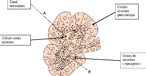 Figure 3: L’acinus du pancréas exocrine (Morisset 2008) 