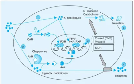 Figure 12: Voie de regulation des transporteurs et des cytochromes par  les récepteurs nucléaires (Guéguen et al