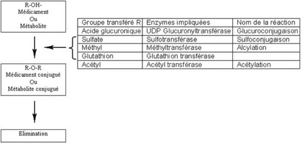 Figure 13: Métabolisme des xénobiotiques par les enzymes de la phase II  (Guéguen et al