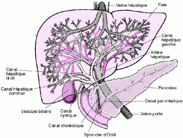 Figure 18 : Liens anatomiques entre le foie et le pancréas (Deutsch et al. 