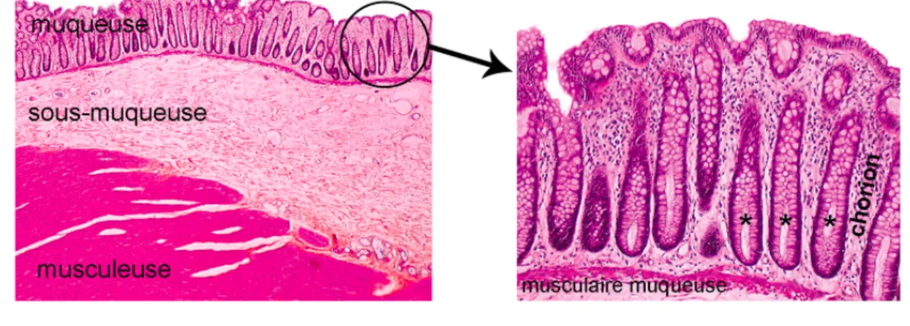 Figure 4 : Structure histologique de la paroi colique 